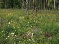 Leucanthemum vulgare 43, Gewone margriet, Saxifraga-Hans Boll