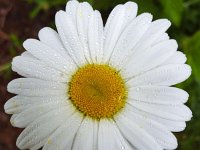Ox-eye Daisy (Leucanthemum vulgare); close-up of flower : Beauty in nature, circular, daisy, flora, floral, flower, Growth, Leucanthemum vulgare, natural, nature, no people, nobody, outdoor, outside, Ox-eye Daisy, petal, petals, Spring, Springtime, summer, summertime, white, yellow