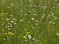 Bloemrijk grasland  Flowery grassland : flowery, slope, dike, grassland, flower, grass, oxeye daisy, daisy, meadow buttercup, buttercup, clover, vascular, plant, nature, natural, spring, springtime, colorful, white, yellow, green, in flower, in bloom, flowering, blooming, red clover