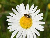 Leucanthemum vulgare 64, Gewone margriet, Saxifraga-Sonja Bouwman