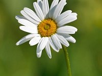 Leucanthemum vulgare 66, Margriet, Saxifraga-Tom Heijnen