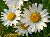 Leucanthemum vulgare 67, Margriet, Saxifraga-Tom Heijnen