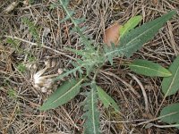 Leuzea conifera 6, Saxifraga-Rutger Barendse