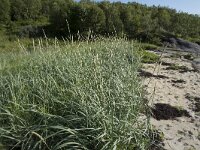 Leymus arenarius 14, Zandhaver, Saxifraga-Willem van Kruijsbergen