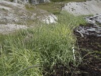 Leymus arenarius 15, Zandhaver, Saxifraga-Willem van Kruijsbergen