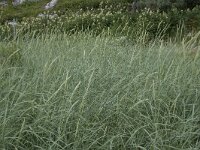 Leymus arenarius 17, Zandhaver, Saxifraga-Willem van Kruijsbergen