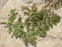 Ligusticum mutellina 4, Saxifraga-Marijke Verhagen