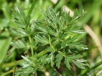 Ligusticum mutellina 6, Saxifraga-Sonja Bouwman  Alpine lovage - Ligusticum mutellina - Apiaceae familie