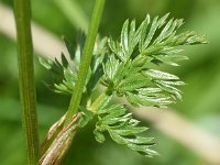 Ligusticum mutellina 8, Saxifraga-Sonja Bouwman  Alpine lovage - Ligusticum mutellina - Apiaceae familie