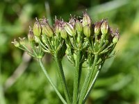 Ligusticum mutellina 9, Saxifraga-Sonja Bouwman  Alpine lovage - Ligusticum mutellina - Apiaceae familie