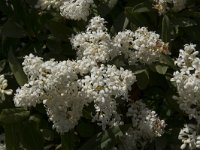 Ligustrum vulgare 15, Wilde liguster, Saxifraga-Willem van Kruijsbergen