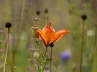 Lilium bulbiferum 39, Saxifraga-Luuk Vermeer