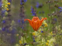 Lilium bulbiferum 40, Saxifraga-Luuk Vermeer