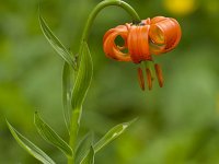 Krainer lilie- Lilium carniolicum
