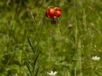 Krainer lilie- Lilium carniolicum
