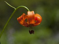 Lilium carniolicum 8, Saxifraga-Luuk Vermeer