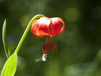 Lilium carniolicum 9, Saxifraga-Luuk Vermeer