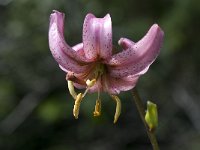 Lilium martagon 11, Turkse lelie, Saxifraga-Willem van Kruijsbergen