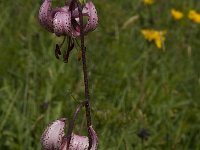 Lilium martagon 17, Turkse lelie, Saxifraga-Willem van Kruijsbergen