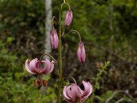 Lilium martagon 2, Turkse lelie, Saxifraga-Marijke Verhagen