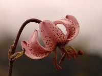Lilium martagon 22, Turkse lelie, Saxifraga-Bas Klaver