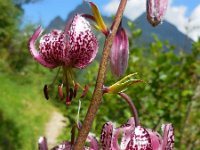 Lilium martagon 27, Turkse lelie, Saxifraga-Ed Stikvoort