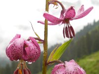 Lilium martagon 29, Turkse lelie, Saxifraga-Ed Stikvoort