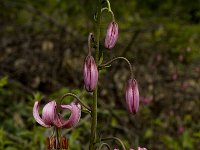 Lilium martagon 3, Turkse lelie, Saxifraga-Marijke Verhagen