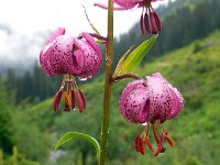 Lilium martagon 31, Turkse lelie, Saxifraga-Ed Stikvoort