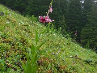 Lilium martagon 32, Turkse lelie, Saxifraga-Ed Stikvoort
