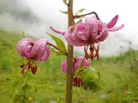 Lilium martagon 34, Turkse lelie, Saxifraga-Ed Stikvoort