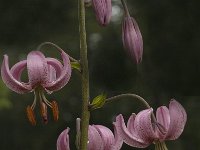 Lilium martagon 4, Turkse lelie, Saxifraga-Marijke Verhagen