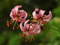 Lilium martagon 49, Turkse lelie, Saxifraga-Harry Jans