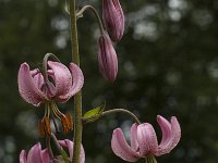 Lilium martagon 5, Turkse lelie, Saxifraga-Marijke Verhagen
