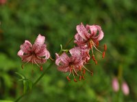 Lilium martagon 50, Turkse lelie, Saxifraga-Harry Jans