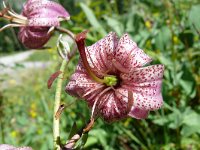 Lilium martagon 52, Turkse lelie, Saxifraga-Tom Heijnen