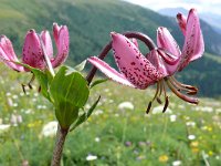 Lilium martagon 53, Turkse lelie, Saxifraga-Tom Heijnen