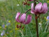 Lilium martagon 54, Turkse lelie, Saxifraga-Tom Heijnen