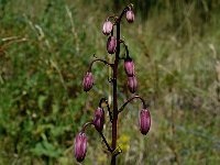 Lilium martagon 8, Turkse lelie, Saxifraga-Marijke Verhagen