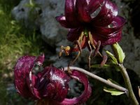 Lilium martagon ssp cattaniae 19, Saxifraga-Jasenka Topic