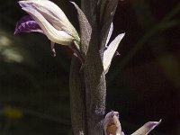 Limodorum abortivum, Violet Limodorum