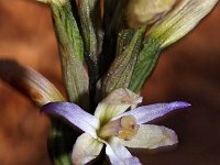 Limodorum trabutianum 6, Saxifraga-Hans Dekker