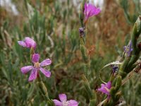 Limoniastrum monopetalum 10, Saxifraga-Ed Stikvoort