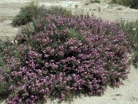 Limoniastrum monopetalum 15, Saxifraga-Jan van der Straaten