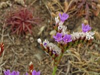 Limonium bellidifolium 5, Saxifraga-Hans Grotenhuis