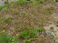 Limonium bellidifolium 7, Saxifraga-Hans Grotenhuis