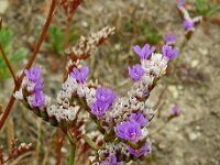 Limonium bellidifolium 8, Saxifraga-Hans Grotenhuis