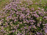 Limonium binervosum