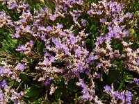 Limonium binervosum 2, Kliflamsoor, Saxifraga-Hans Grotenhuis