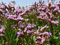 Limonium binervosum 3, Kliflamsoor, Saxifraga-Hans Grotenhuis